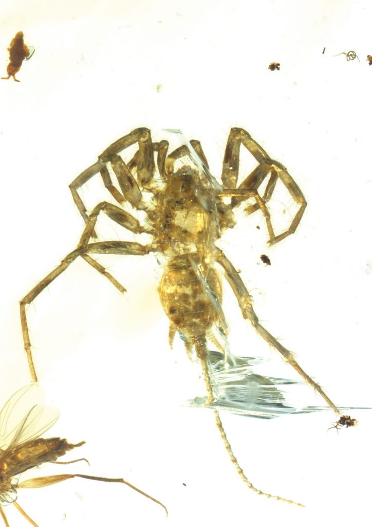Check Out These Weird-Ass Ancient Proto-Spiders Trapped in Amber