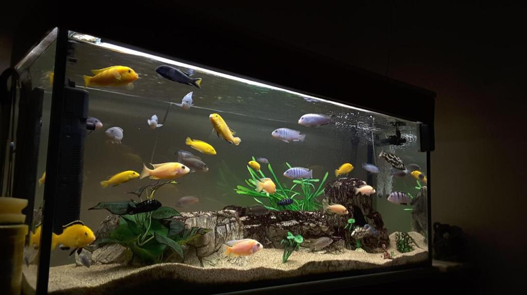Watching Fish Swim Is an Odd But Effective Way to Relax