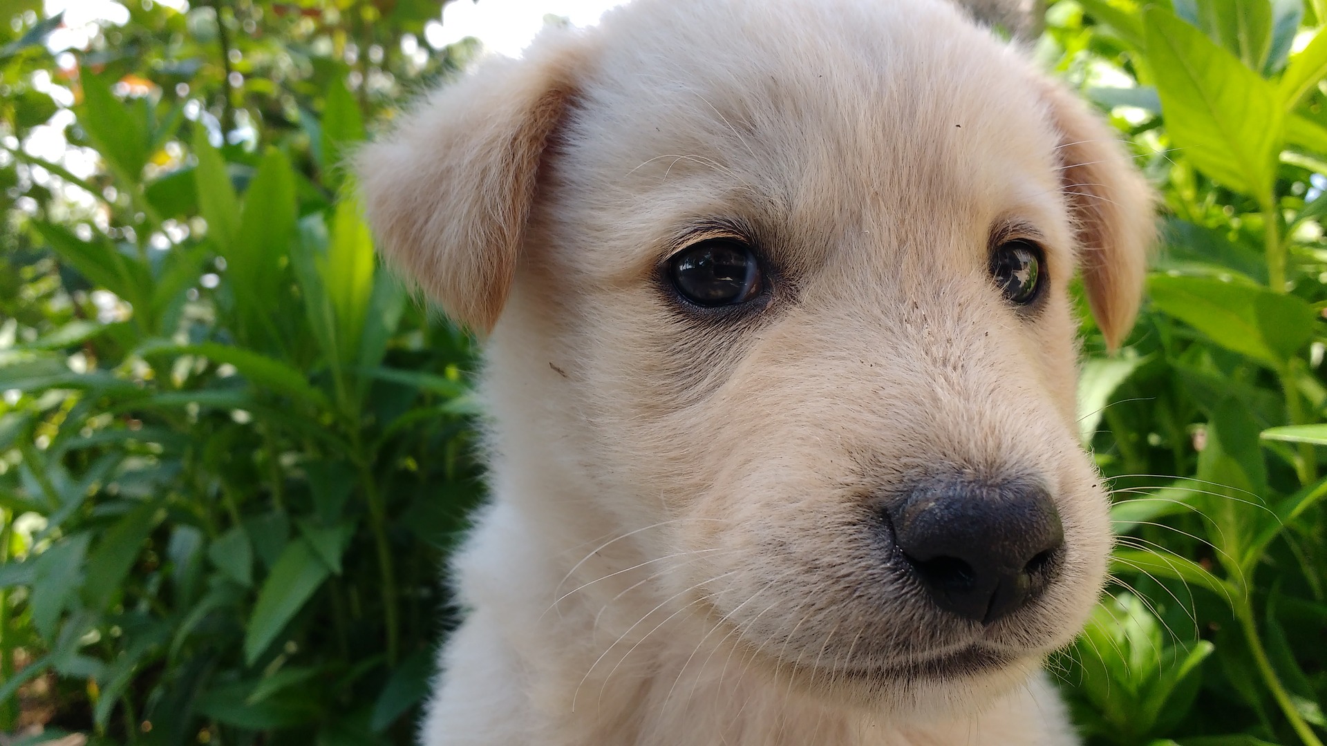 cute dog