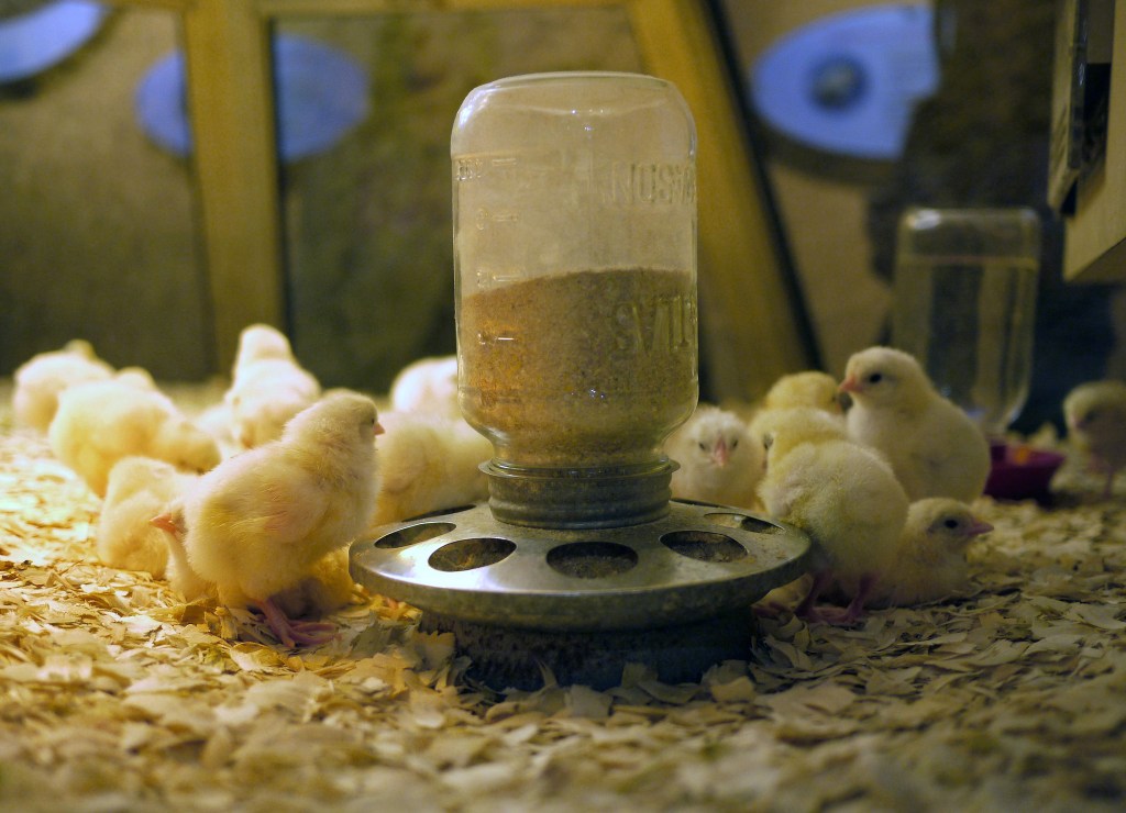 Trump’s USDA Withdraws Animal Welfare Rules for Organic Producers
