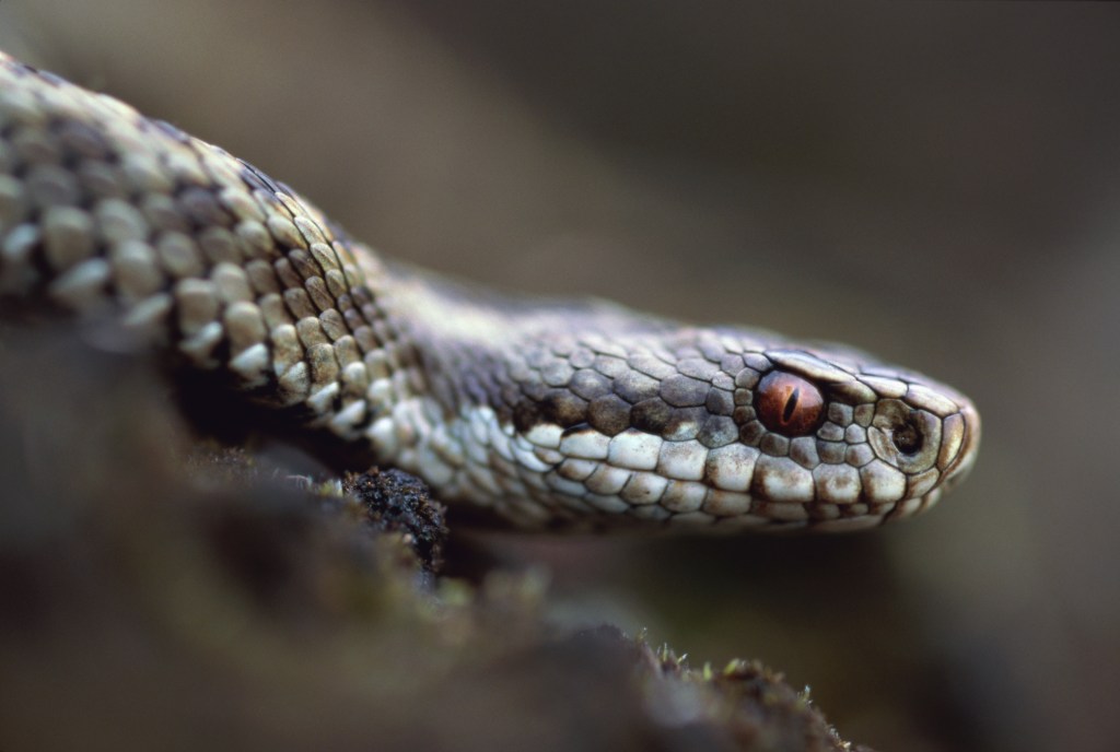 snake