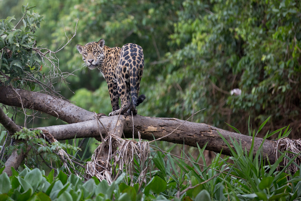 Watch Our 360/VR Documentary ‘Living With Jaguars’ on Saving the Wild Cats of Brazil