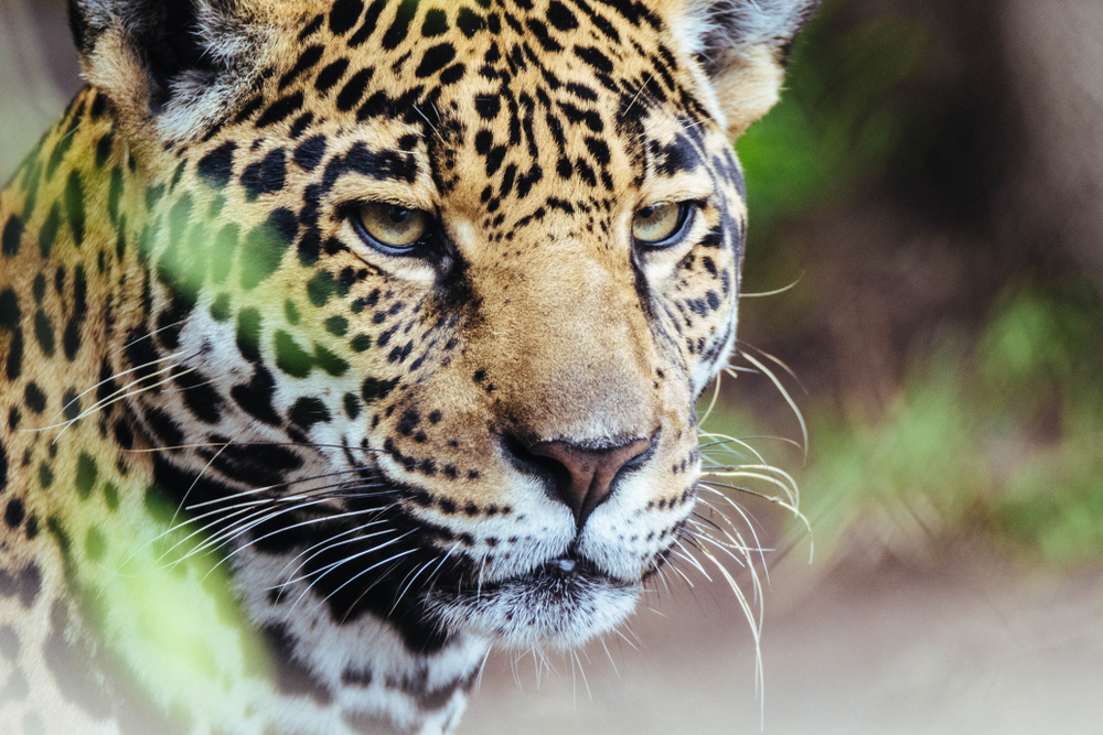 Trump’s Border Wall Would Condemn US Jaguars to Extinction