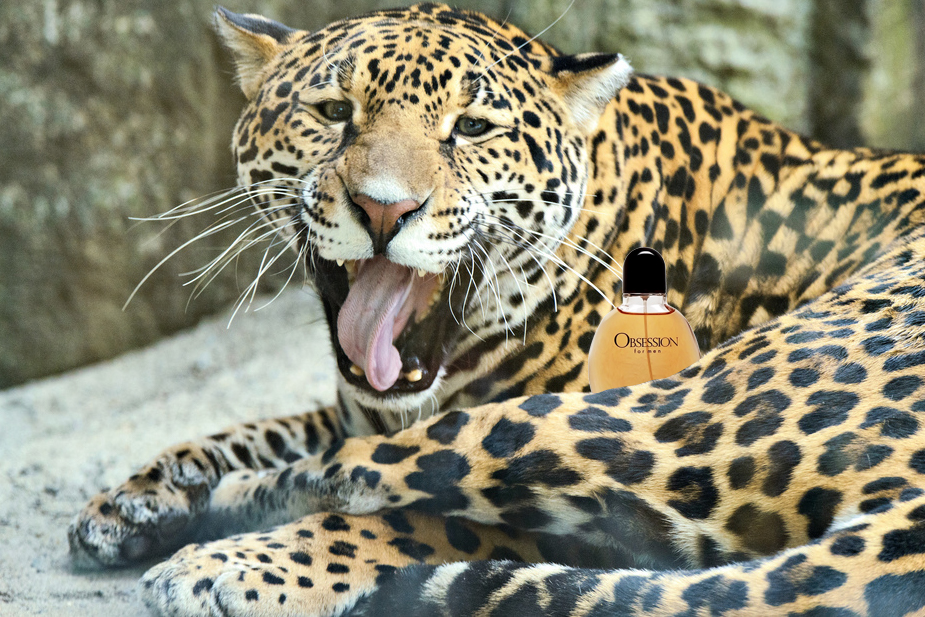 Jaguars Literally Cannot Resist Calvin Klein’s ‘Obsession for Men’