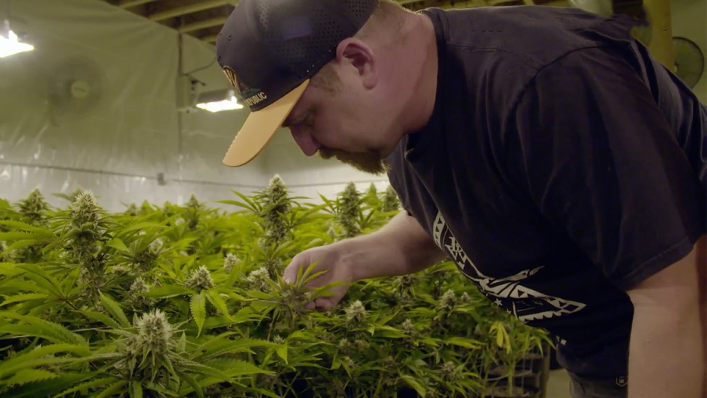 Why the black market for weed is still thriving in California