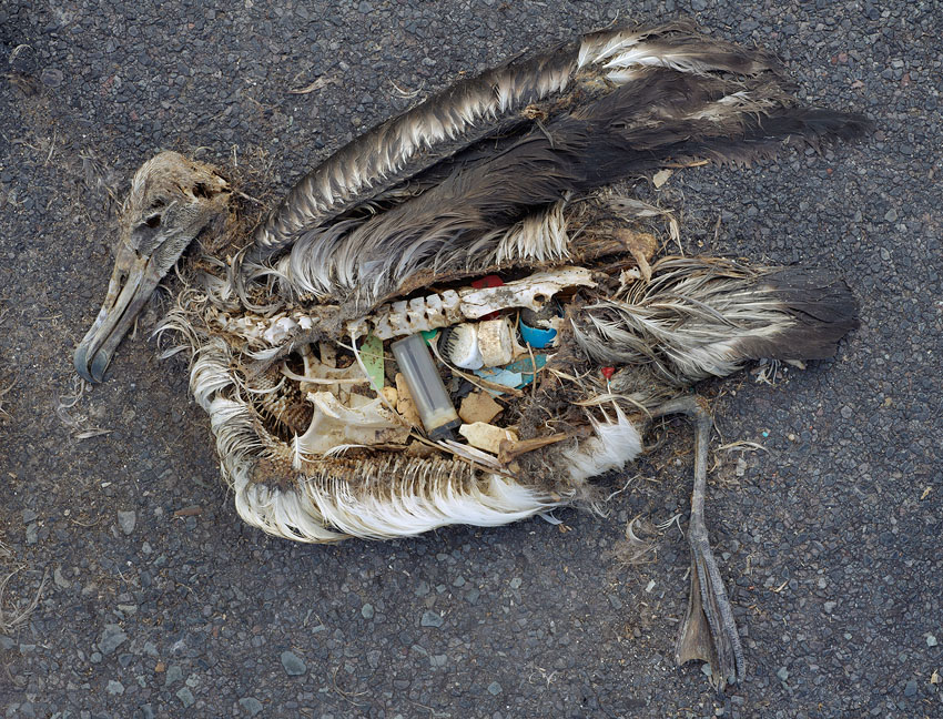 Ein totes Albatrossbaby voller Plastikmüll