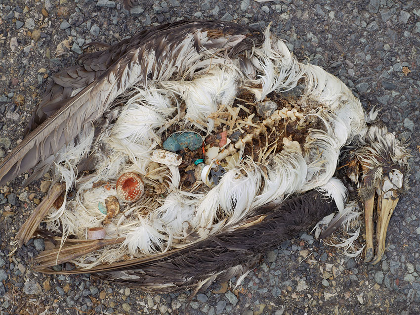 Ein toter Albatross mit Plastik im Magen