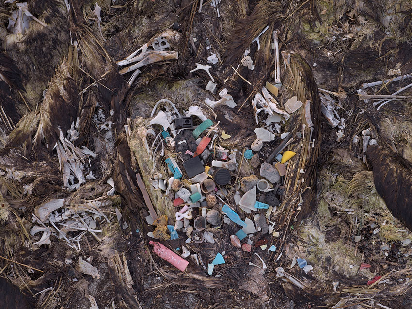 Plastik im Magen eines toten Vogels