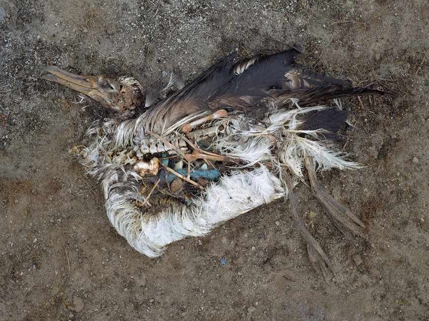 Ein Albatross-Kadaver auf dem Midway-Atoll