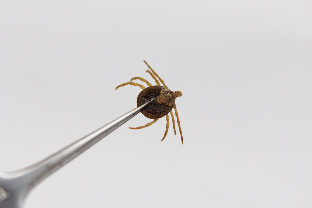 How to Avoid the Disease-Carrying Insects That Will Be Everywhere This Summer
