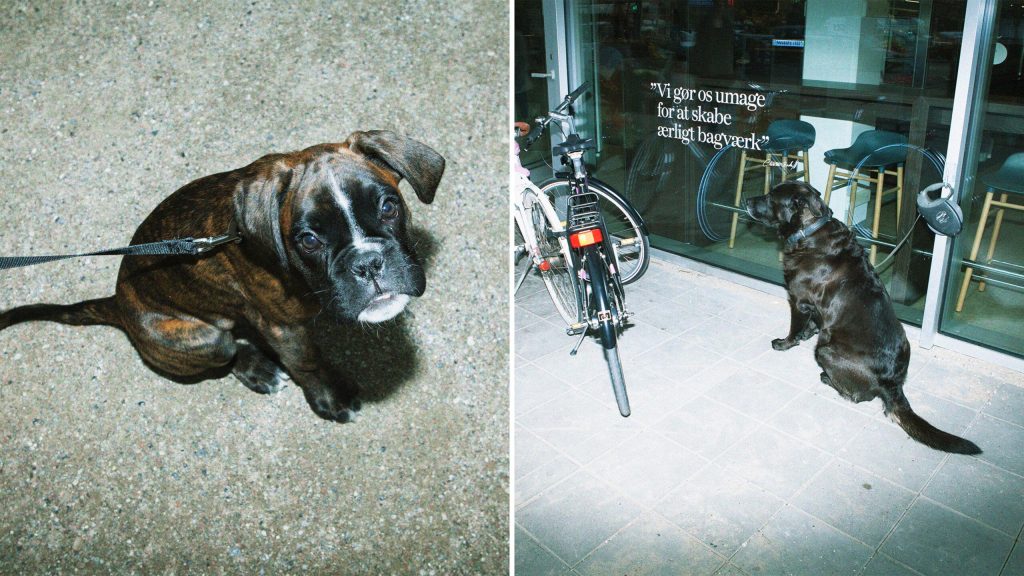 Sandheden bag din hunds triste øjne, når du forlader den