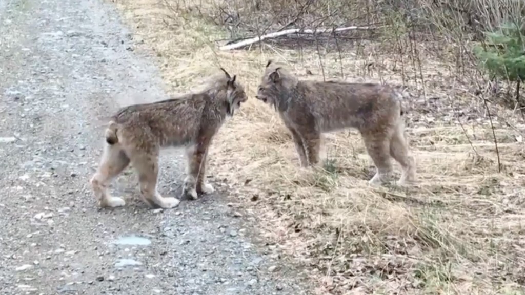 This Video of Two Big Cats Yelling at Each Other Is a Big Mood