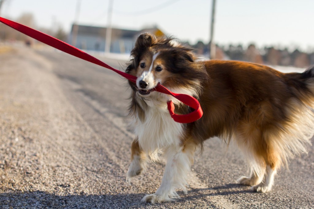 Why You Shouldn’t Take Your Puppy Running With You