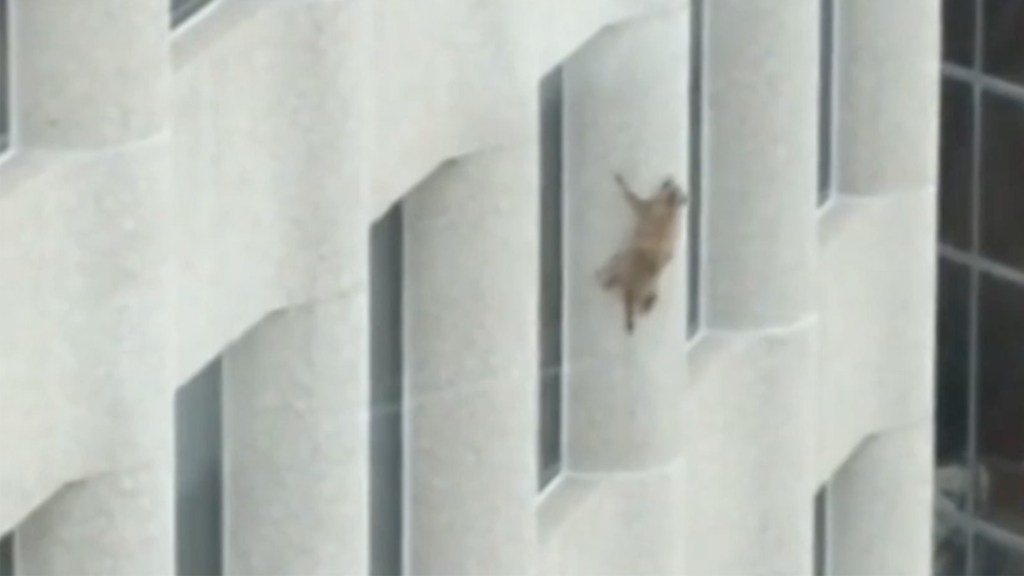 Desus and Mero Say the Viral Skyscraper Raccoon Was Just a Clout Chaser