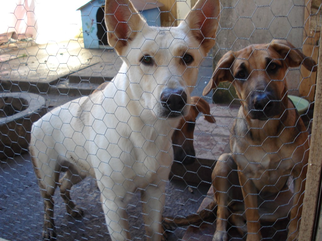La Corte de Corea del Sur dictaminó que matar perros para comer es ilegal