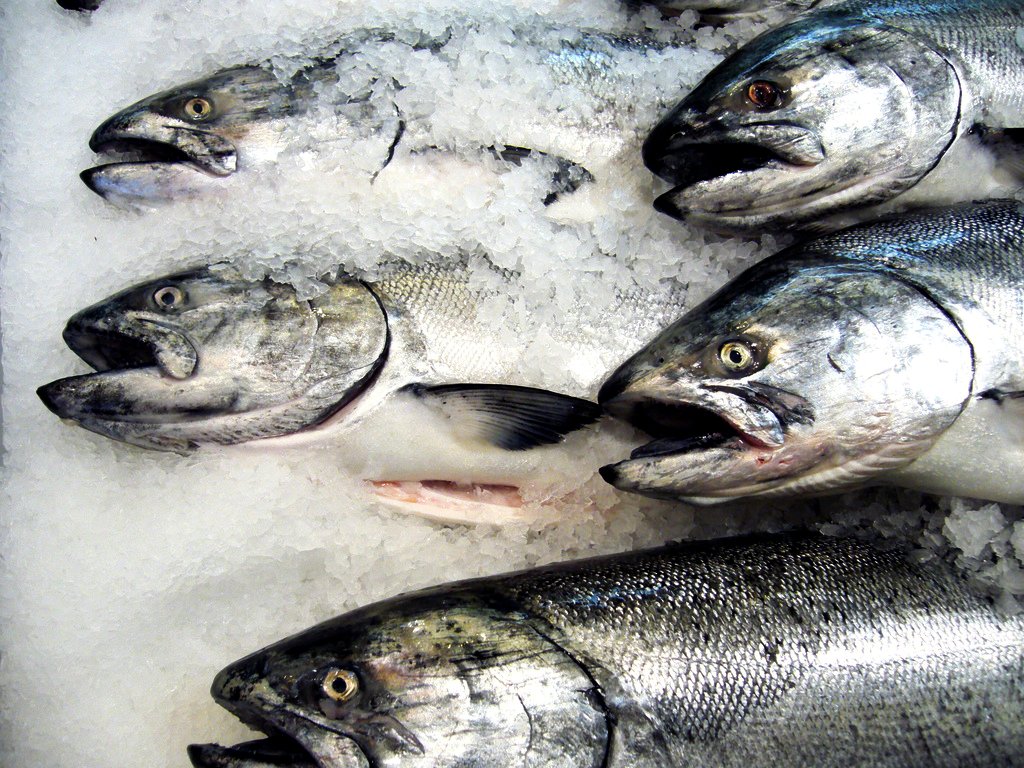 Más de un tercio de los peces que matamos para consumo humano se desperdicia