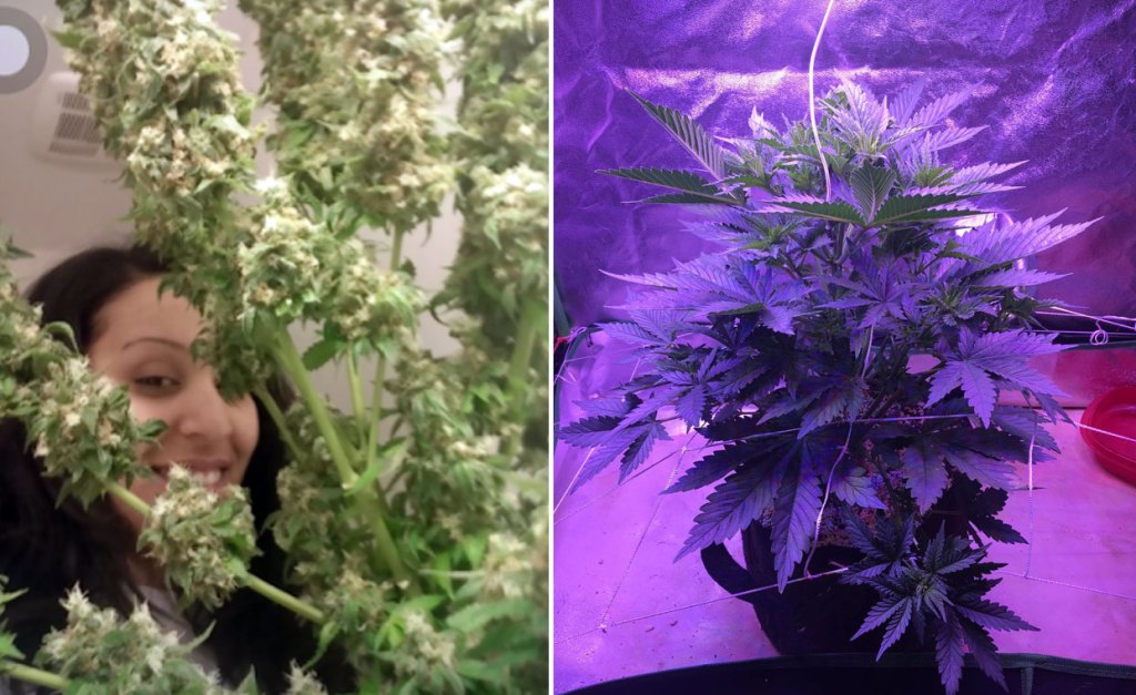 The Best Way to Grow Weed, According to Home Growers