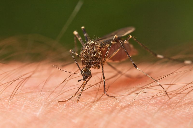 mosquitos veranos