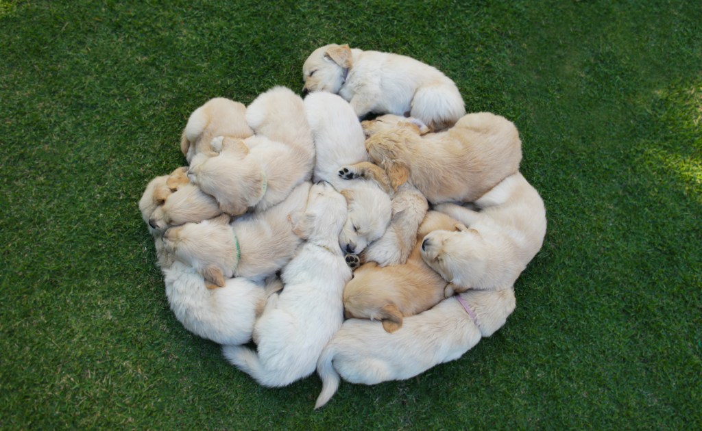 Sebanyak 361 Anjing Golden Retriever Bertemu Demi Merayakan Ultah dan Pecahkan Rekor Dunia