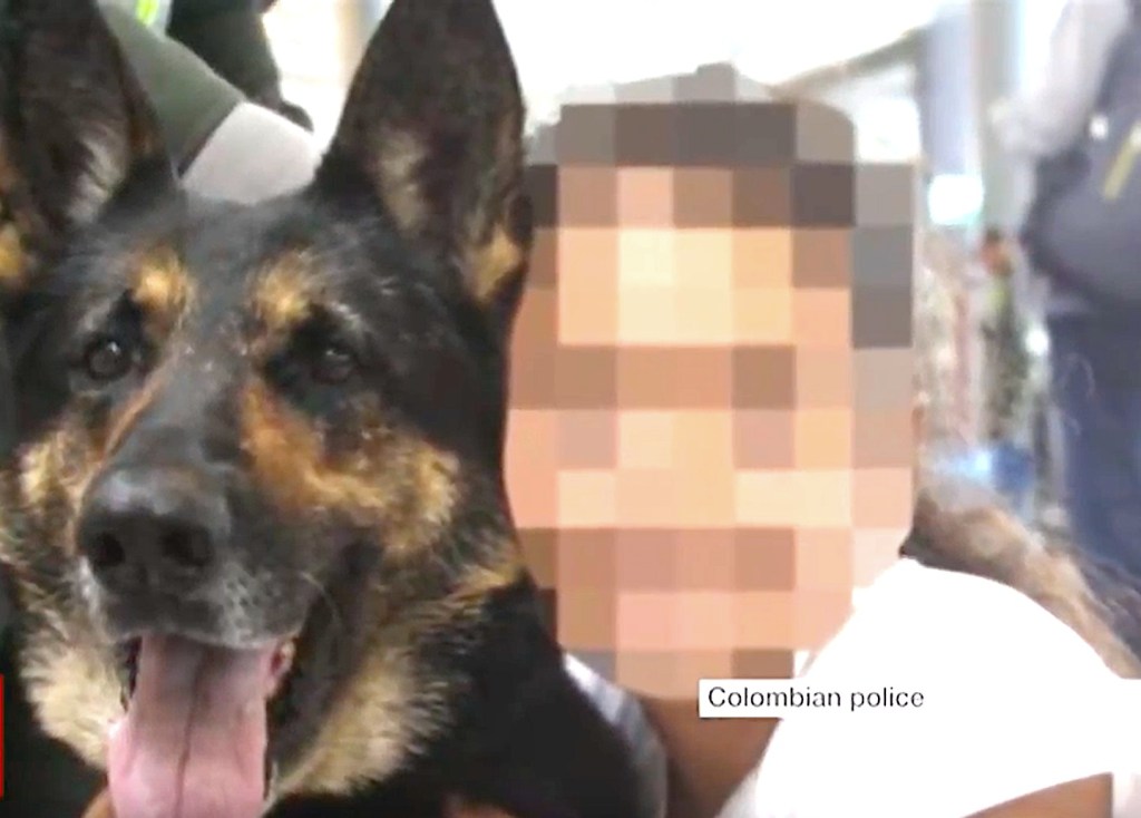 Kartel Narkoba Kolombia Umumkan Hadiah Rp1 Miliar Untuk Membunuh Seekor Anjing Pelacak