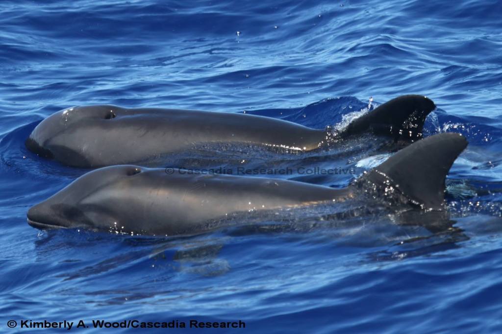Cum arată puiul iubirii dintre o balenă și un delfin