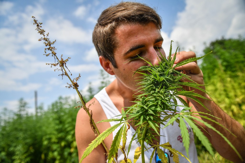 Odkryj pierwszą niemiecką plantację konopi, na której sam możesz wybrać sobie roślinkę