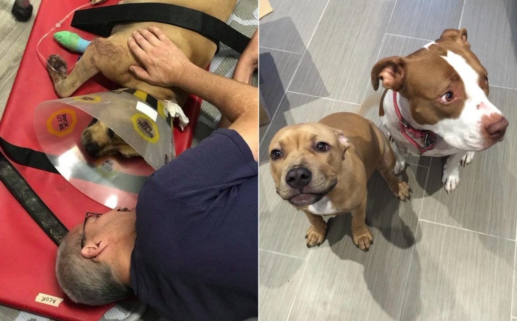Police Shot a Dog That Just Wanted ‘to Play’ With Them