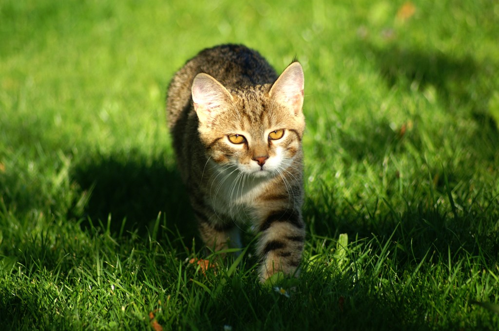 Kota di Selandia Baru Jadi yang Pertama di Dunia Melarang Keberadaan Kucing