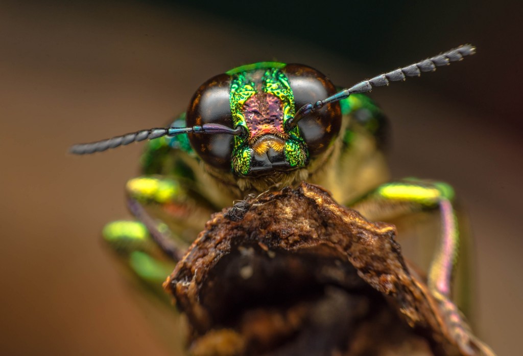 De VS is van plan om gewassen te infecteren met gemanipuleerde insectenvirussen