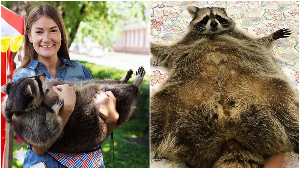 Deze lieve, bolle wasbeer heeft het allerbeste Instagram-account ooit