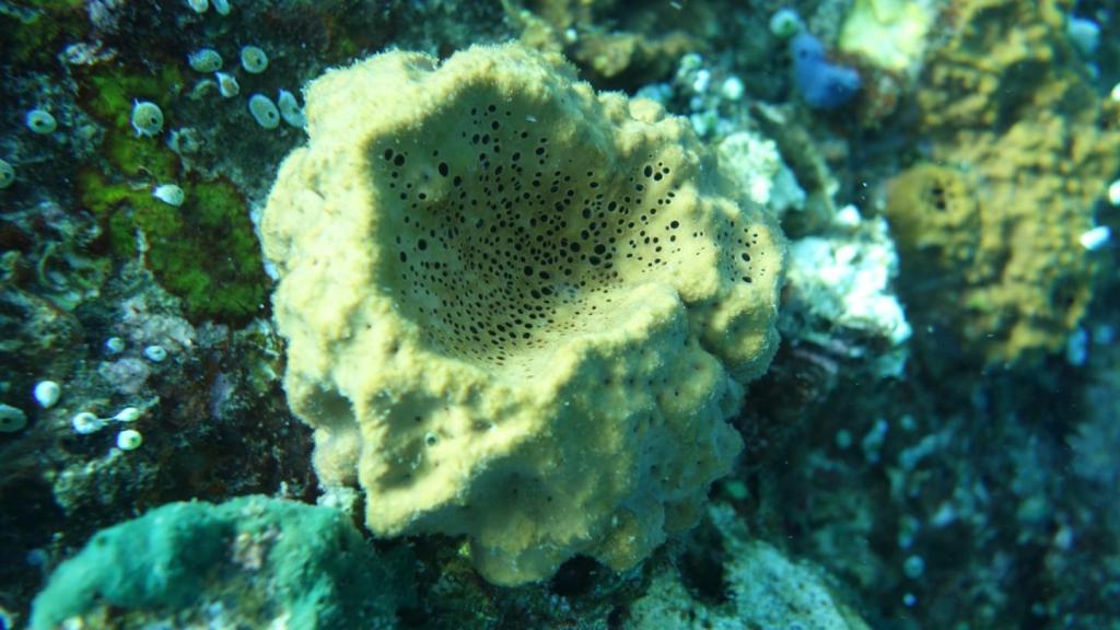 Investigadores descubren la evidencia más antigua de animales en la Tierra