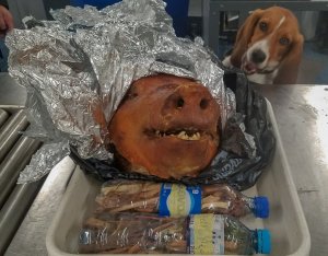 Cabeza de cerdo asada