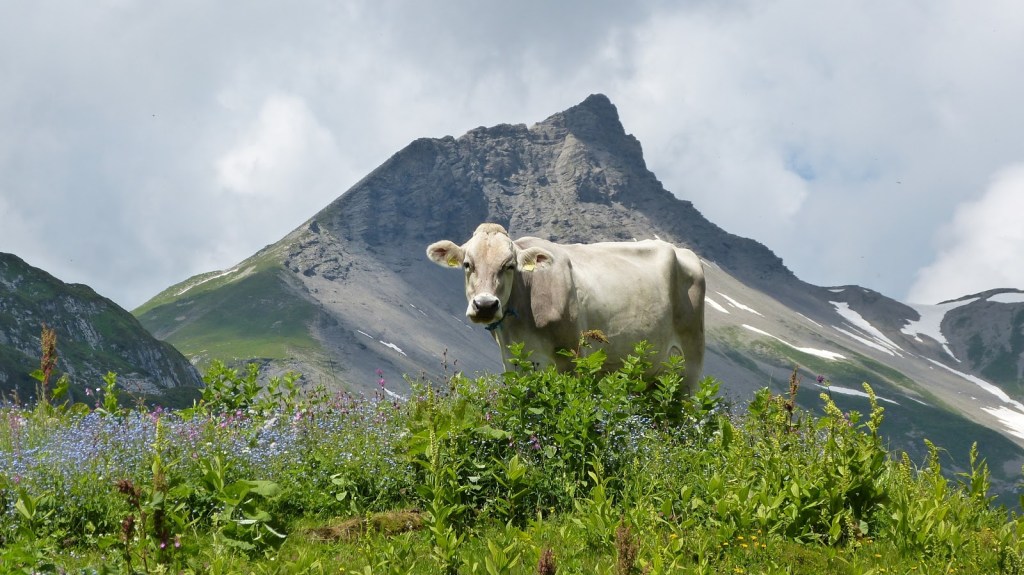 American Cheese Obsessives Are ‘Adopting’ Alpine Cheesemakers to Preserve a Fading Tradition
