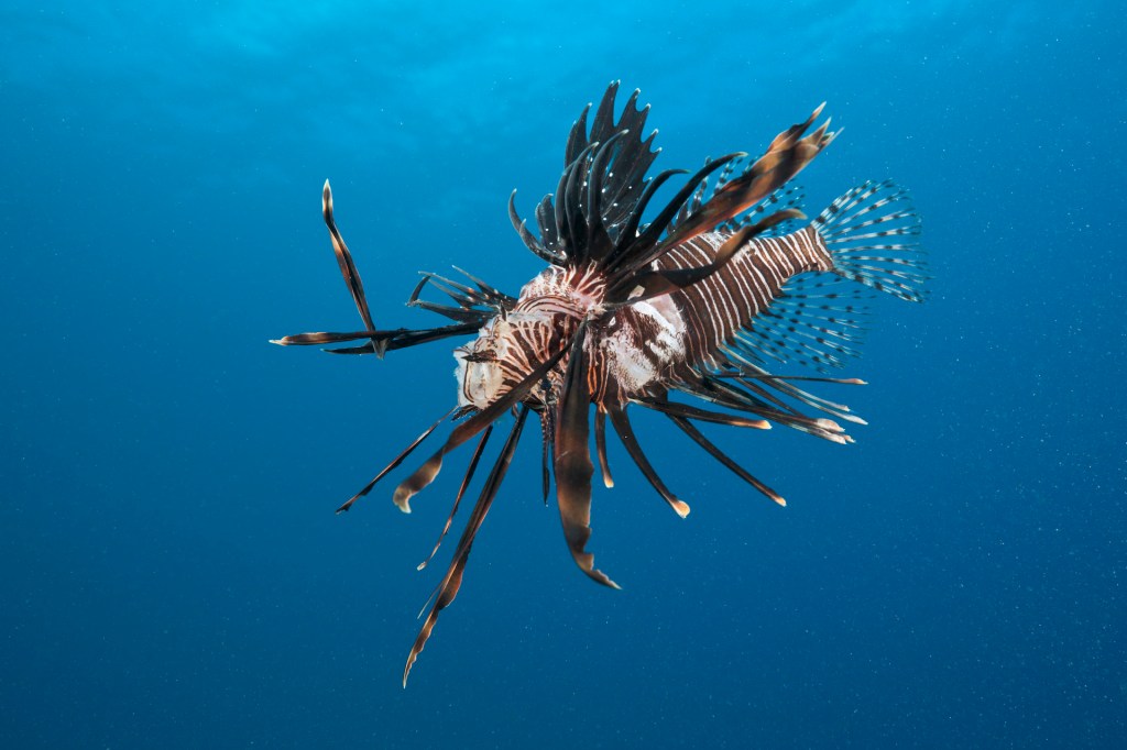 The invasive, venomous lionfish is killing Atlantic reefs. So please eat it.