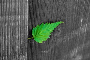 A green leaf on a black and white background