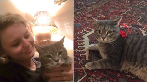 Foto kiri menggambarkan perempuan menggendong kucing, foto kanan menggambarkan kucing yang sedang tiduran di karpet