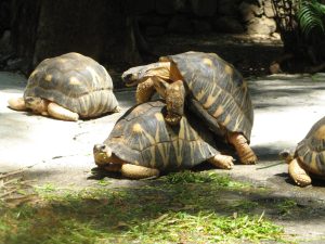 dos tortugas follando
