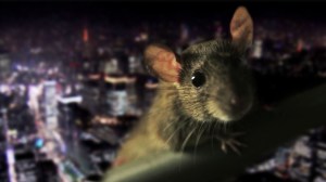 〈駆除〉をテーマに、人と生き物にスポットを当てるシリーズ『PEST KINGDOM』。初回は、罠に対する警戒心が非常に高く、殺鼠剤に含まれる毒への耐性を持つネズミ、〈スーパーラット〉と人間の闘いに迫る。
