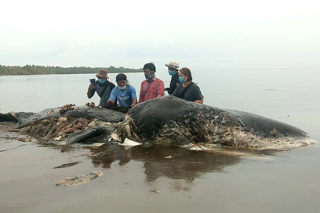 ​Dead sperm whale during examination by local researchers on November 19, 2018. Image: LA ODE M. SALAH HANAN/AFP/Getty Images