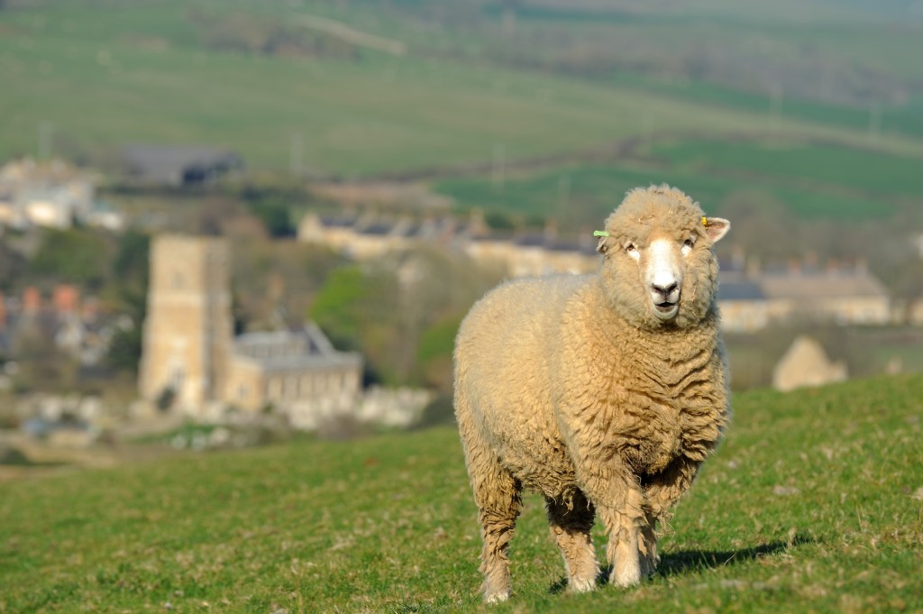 PETA a cerut unui sat să-și schimbe numele din „Lână” în „Lână vegană”