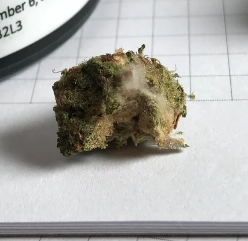 mouldy redecan weed