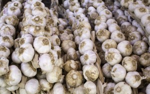 Rows of garlic plants