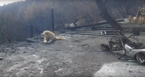 Si anjing setia Madison menunggui puing rumah majikan