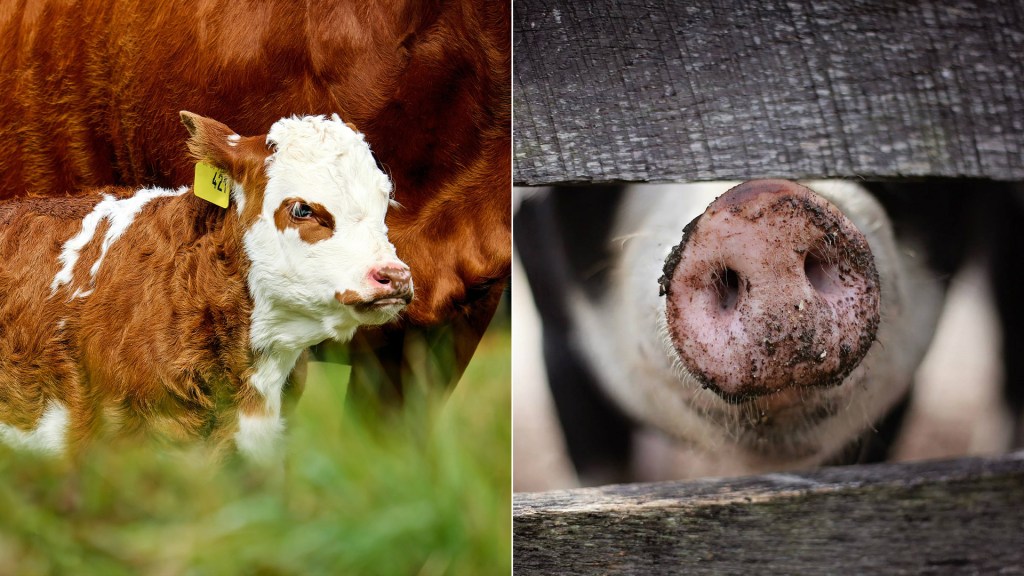 Supermarkt macht in Sachen Tierwohl zwei Schritte nach vorn und einen zurück