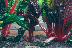 Inquinamento agricoltura biologica