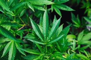 proposta cannabis legale m5s