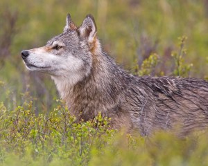 A wolf