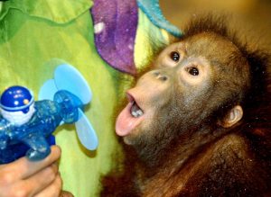 Un petit singe mouillé profite d'un petit ventilateur.
