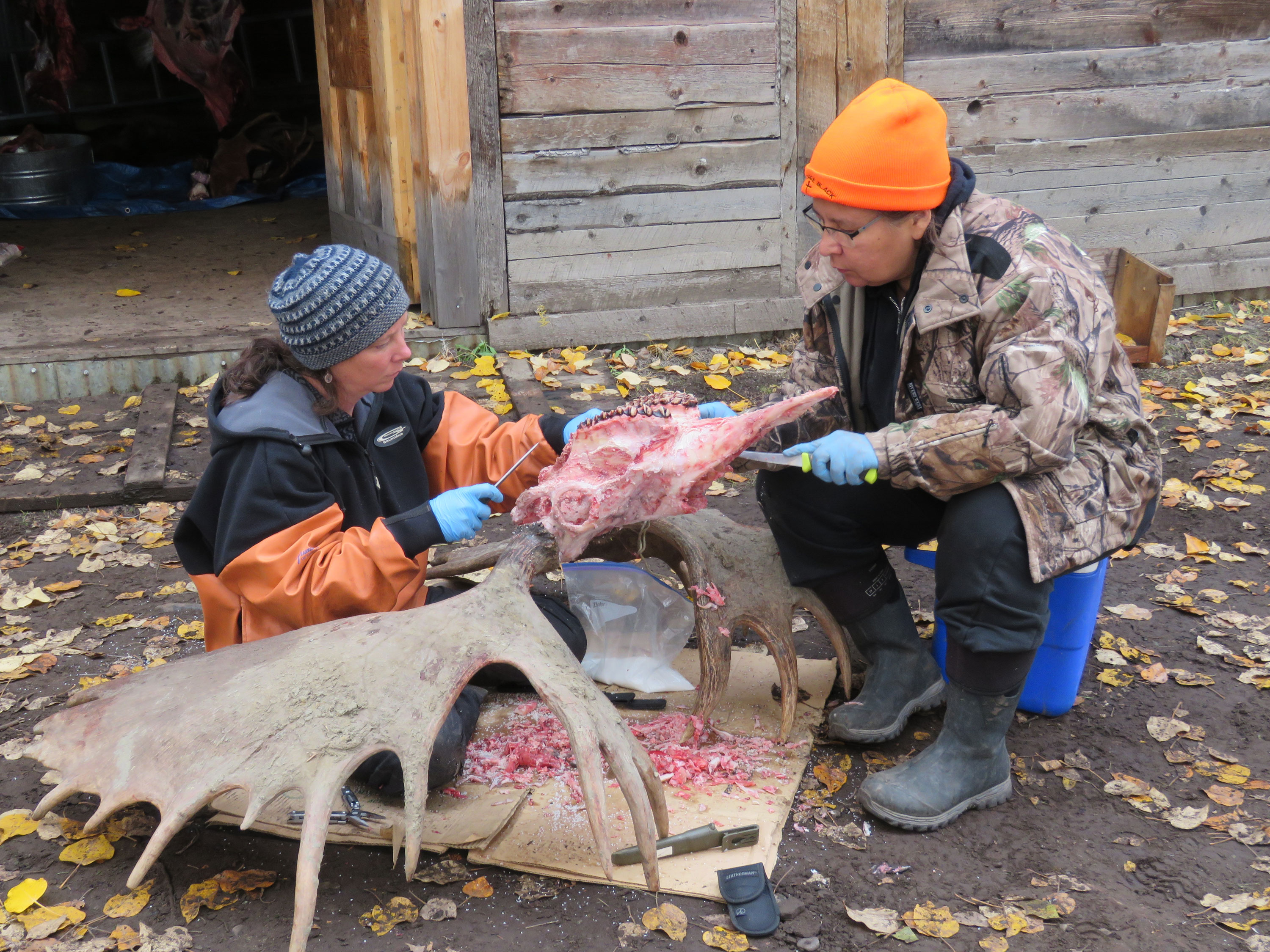 Moose cleaning