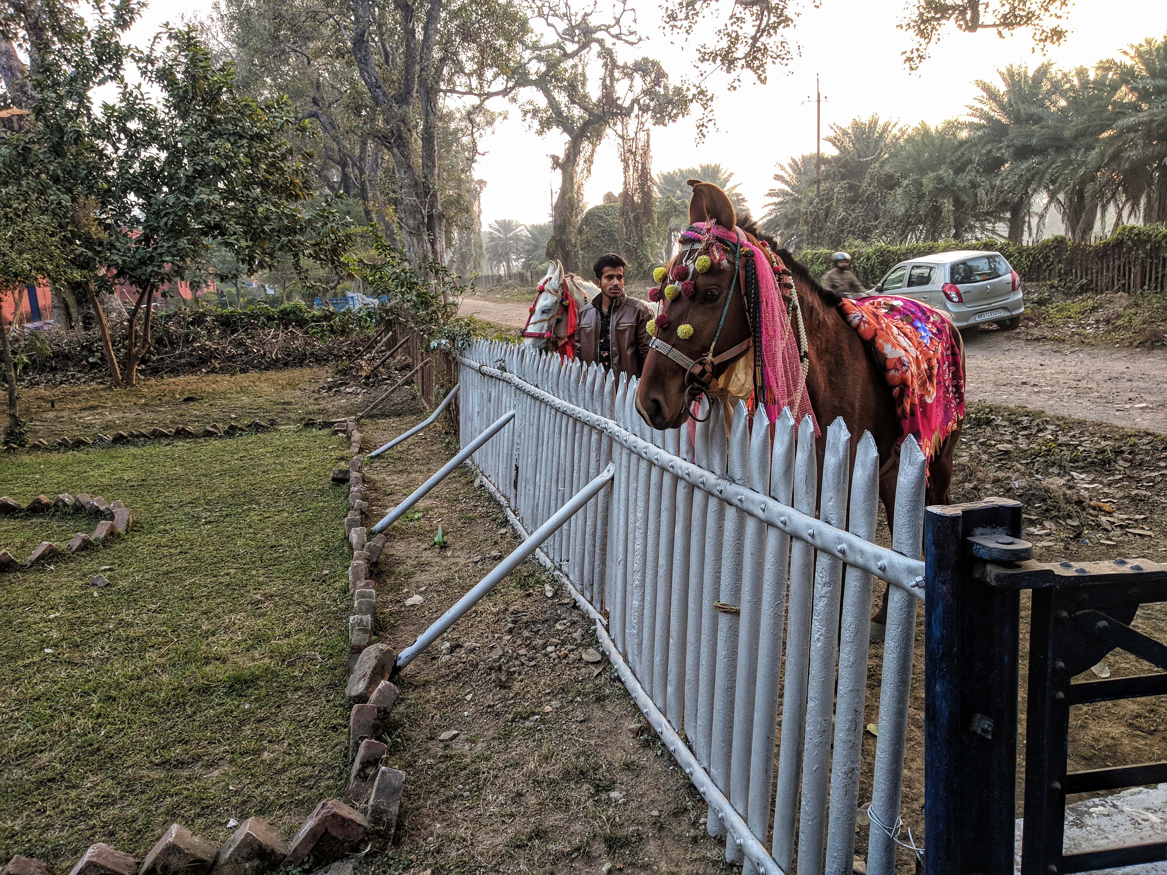 1549451792662-The-horses-standing-at-Yadavs-home